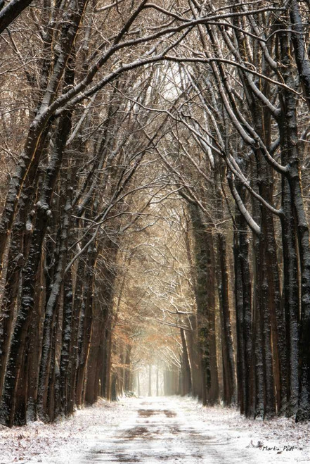 Winter Poster Print by Martin Podt - Item # VARPDXMPP268