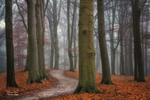 Autumn Path Poster Print by Martin Podt - Item # VARPDXMPP273