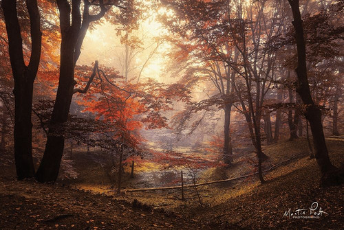The Pool Poster Print by Martin Podt - Item # VARPDXMPP375