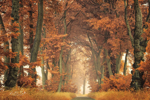 Follow Your Own Way Poster Print by Martin Podt - Item # VARPDXMPP466