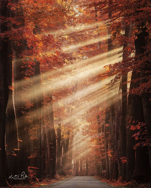 Ladies in Red Poster Print by Martin Podt - Item # VARPDXMPP498