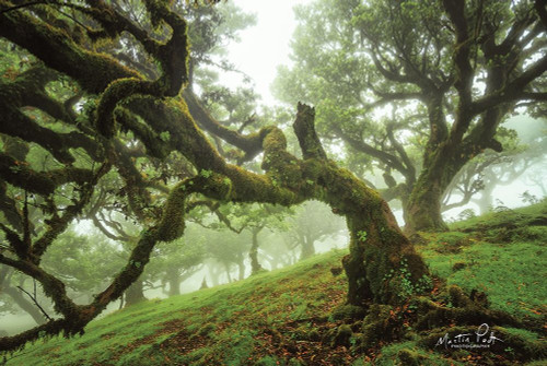Tentacles Poster Print by Martin Podt - Item # VARPDXMPP502 Tentacles Poster Print by Martin Podt - Item # VARPDXMPP502