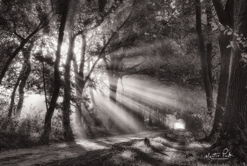 Black and White Rays Poster Print by Martin Podt - Item # VARPDXMPP503