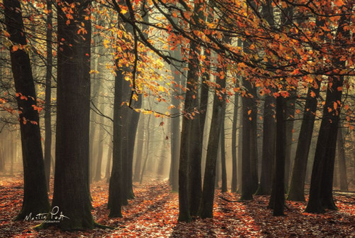 Bunch of Trees Poster Print by Martin Podt - Item # VARPDXMPP536