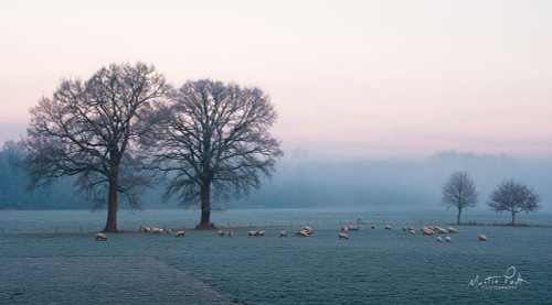Sheep on a Cold Morning Poster Print by Martin Podt - Item # VARPDXMPP537