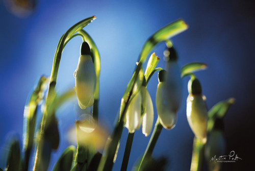 Snowdrops V Poster Print by Martin Podt - Item # VARPDXMPP552