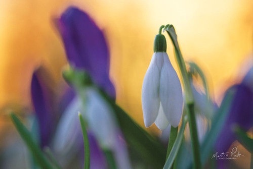Snowdrop at Sunset Poster Print by Martin Podt - Item # VARPDXMPP558
