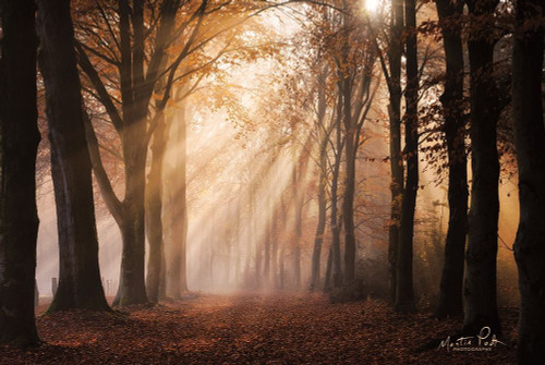 Look for the Light in All Things Poster Print by Martin Podt - Item # VARPDXMPP563