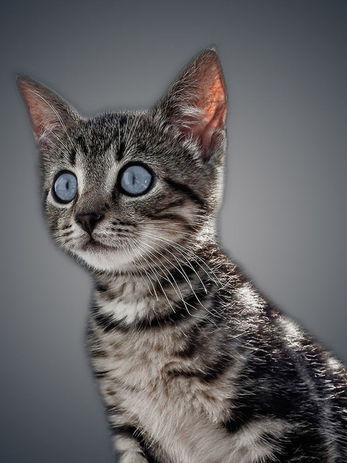 Boundless Cuteness 1 Poster Print by Marcus Prime - Item # VARPDXMPRC146A