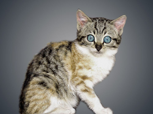 Boundless Cuteness 2 Poster Print by Marcus Prime - Item # VARPDXMPRC146B