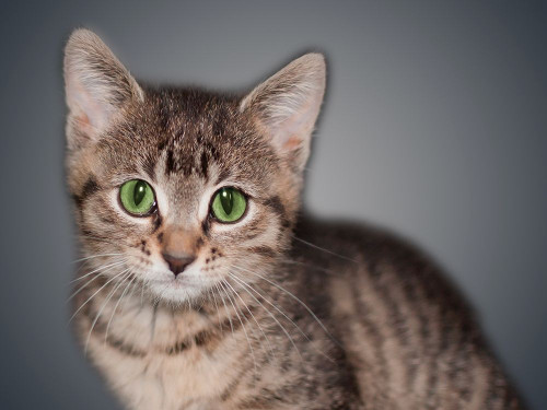 Boundless Cuteness 8 Poster Print by Marcus Prime - Item # VARPDXMPRC146J