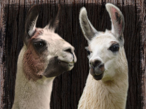 Llama Discussion Poster Print by Marcus Prime - Item # VARPDXMPRC218A