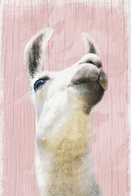 Llama Love 2 Poster Print by Marcus Prime - Item # VARPDXMPRC241B