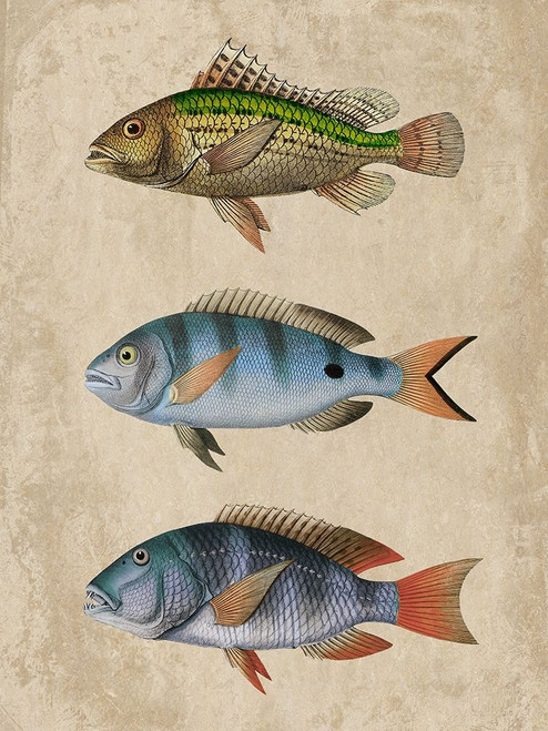 Fish Friends 1 Poster Print by Marcus Prime - Item # VARPDXMPRC274A