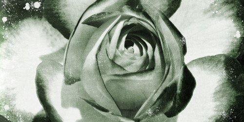 Floral Droplets Poster Print by Marcus Prime - Item # VARPDXMPRC383A