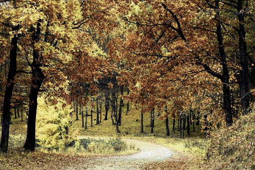 Wilderness Walk 1 Poster Print by Marcus Prime - Item # VARPDXMPRC479A