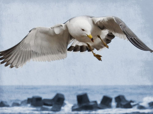 Fly Free 1 Poster Print by Marcus Prime - Item # VARPDXMPRC487A