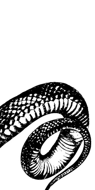 Snake Bite 3 Poster Print by Marcus Prime - Item # VARPDXMPRN043C