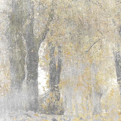 Lost Woods 2 Poster Print by Marcus Prime - Item # VARPDXMPSQ110B