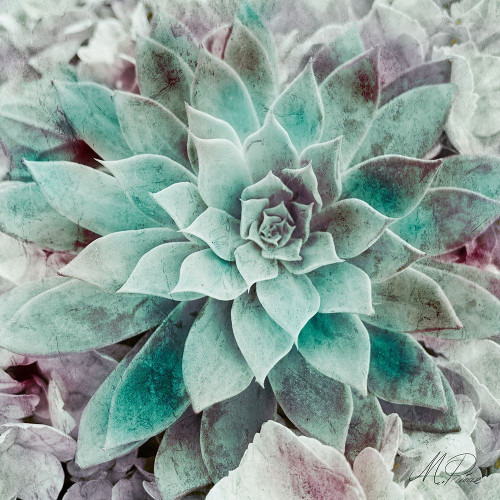 Springtime Succulents 2 Poster Print by Marcus Prime - Item # VARPDXMPSQ243B