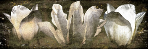 Three Tulips Amber Poster Print by Mlli Villa - Item # VARPDXMVPL033A