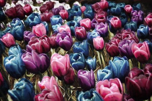 Colorful Tulips Poster Print by Mlli Villa - Item # VARPDXMVRC137A