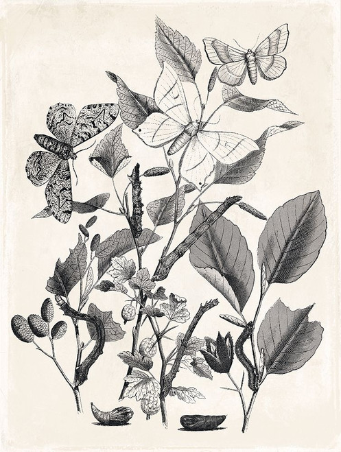 Flower And Bugs Poster Print by Mlli Villa - Item # VARPDXMVRC138A