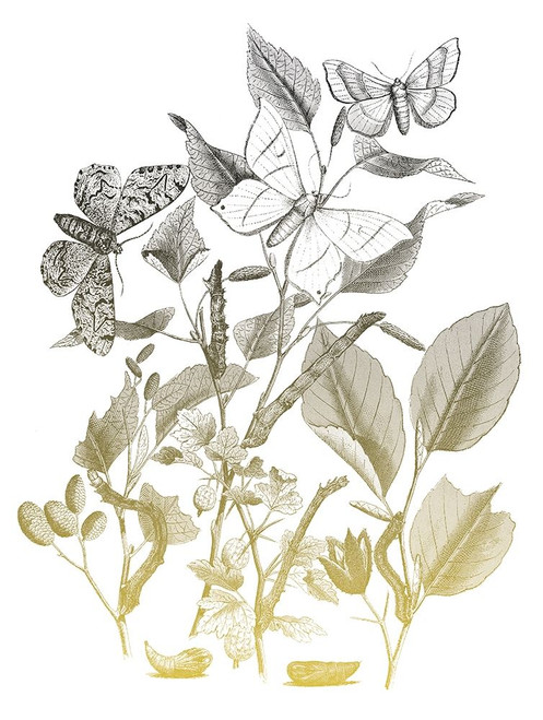 Flower and Bugs A Poster Print by Mlli Villa - Item # VARPDXMVRC183A