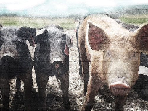 Three Little Pigs Poster Print by Mlli Villa - Item # VARPDXMVRC371A