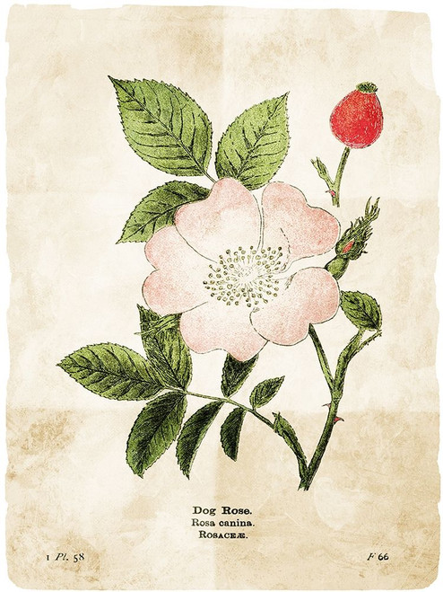 Flower Page Three Poster Print by Mlli Villa