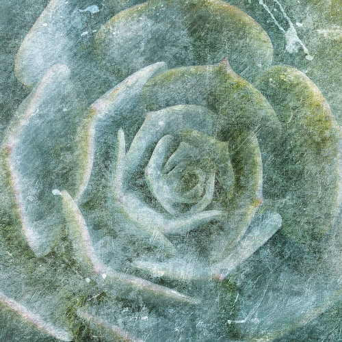 Succulent Through the Fog Poster Print by Milli Villa - Item # VARPDXMVSQ087A