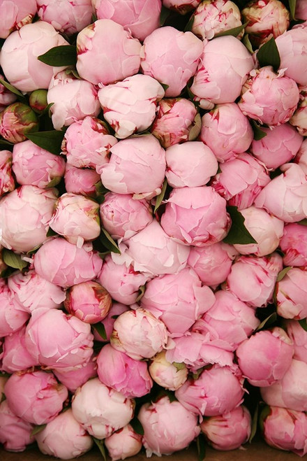 Peony 2 Poster Print by Carina Okula - Item # VARPDXO361D