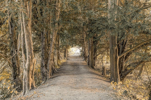 Autumn Forest Poster Print by Assaf Frank - Item # VARPDXPOD60769