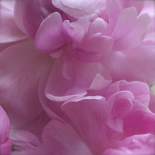 Spring Peonies III Poster Print by Monika Burkhart - Item # VARPDXPSBHT477 Spring Peonies III Poster Print by Monika Burkhart - Item # VARPDXPSBHT477