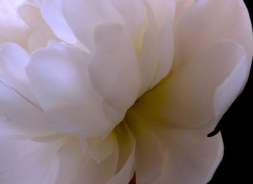 White Peony II Poster Print by Monika Burkhart - Item # VARPDXPSBHT481 White Peony II Poster Print by Monika Burkhart - Item # VARPDXPSBHT481