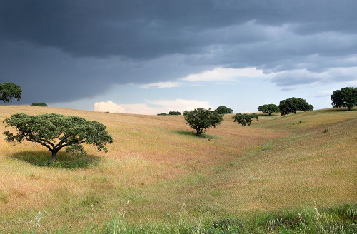 Cork Trees in Approaching Storm Poster Print by Stan Hellmann - Item # VARPDXPSHEL201