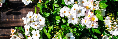 Climbing Wild Roses I Poster Print by Alan Hausenflock - Item # VARPDXPSHSF2337