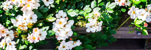 Climbing Wild Roses II Poster Print by Alan Hausenflock - Item # VARPDXPSHSF2338