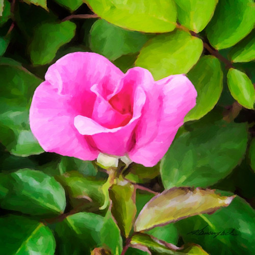 A Single Rose IV Poster Print by Alan Hausenflock - Item # VARPDXPSHSF2352