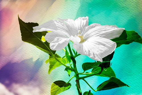 Summer Flower Poster Print by Alan Hausenflock - Item # VARPDXPSHSF2353