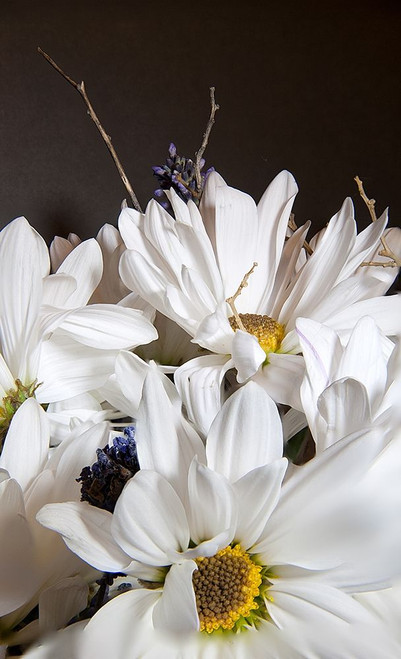 White Daisies Poster Print by George Johnson - Item # VARPDXPSJSN323