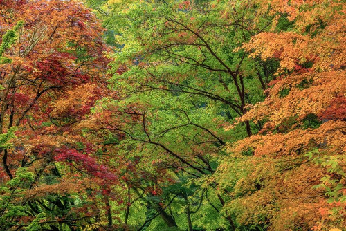 Autumn Forest Poster Print by Kathy Mahan - Item # VARPDXPSMHN846