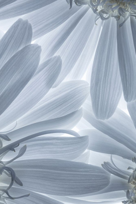 Shasta Daisies I Poster Print by Kathy Mahan - Item # VARPDXPSMHN879