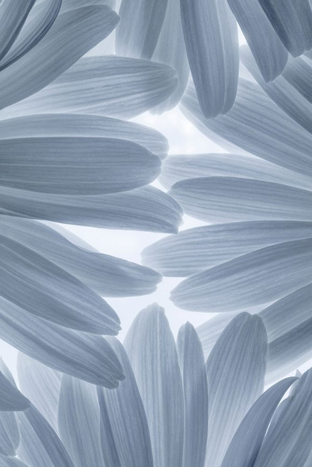 Shasta Daisies II Poster Print by Kathy Mahan - Item # VARPDXPSMHN880