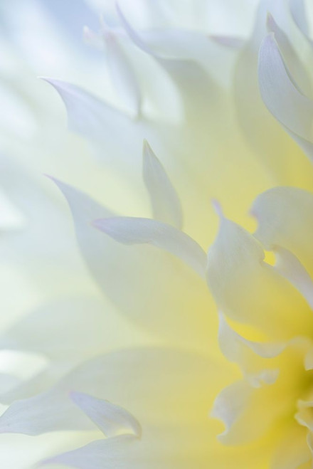 Dahlia Blossom II Poster Print by Kathy Mahan - Item # VARPDXPSMHN882