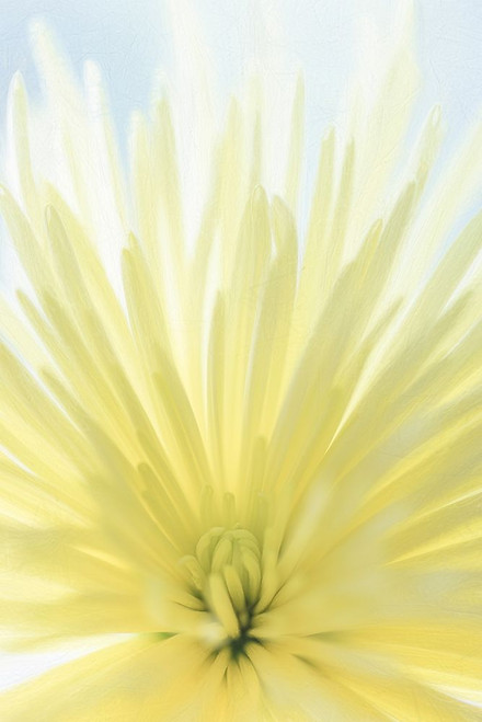 Yellow Chrysanthemum II Poster Print by Kathy Mahan - Item # VARPDXPSMHN884