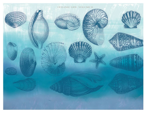 Watercolor Coast Shells 2 Poster Print by Candace Allen - Item # VARPDXQCARC064B