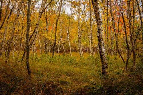 Birch Woods 1 Poster Print by Glenn Taylor - Item # VARPDXQGTRC173A