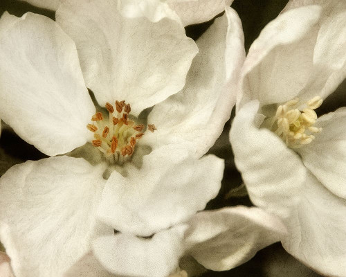 Blossoms I Poster Print by Dianne Poinski - Item # VARPDXQPDRC022