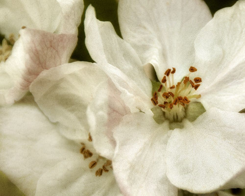 Blossoms II Poster Print by Dianne Poinski - Item # VARPDXQPDRC023